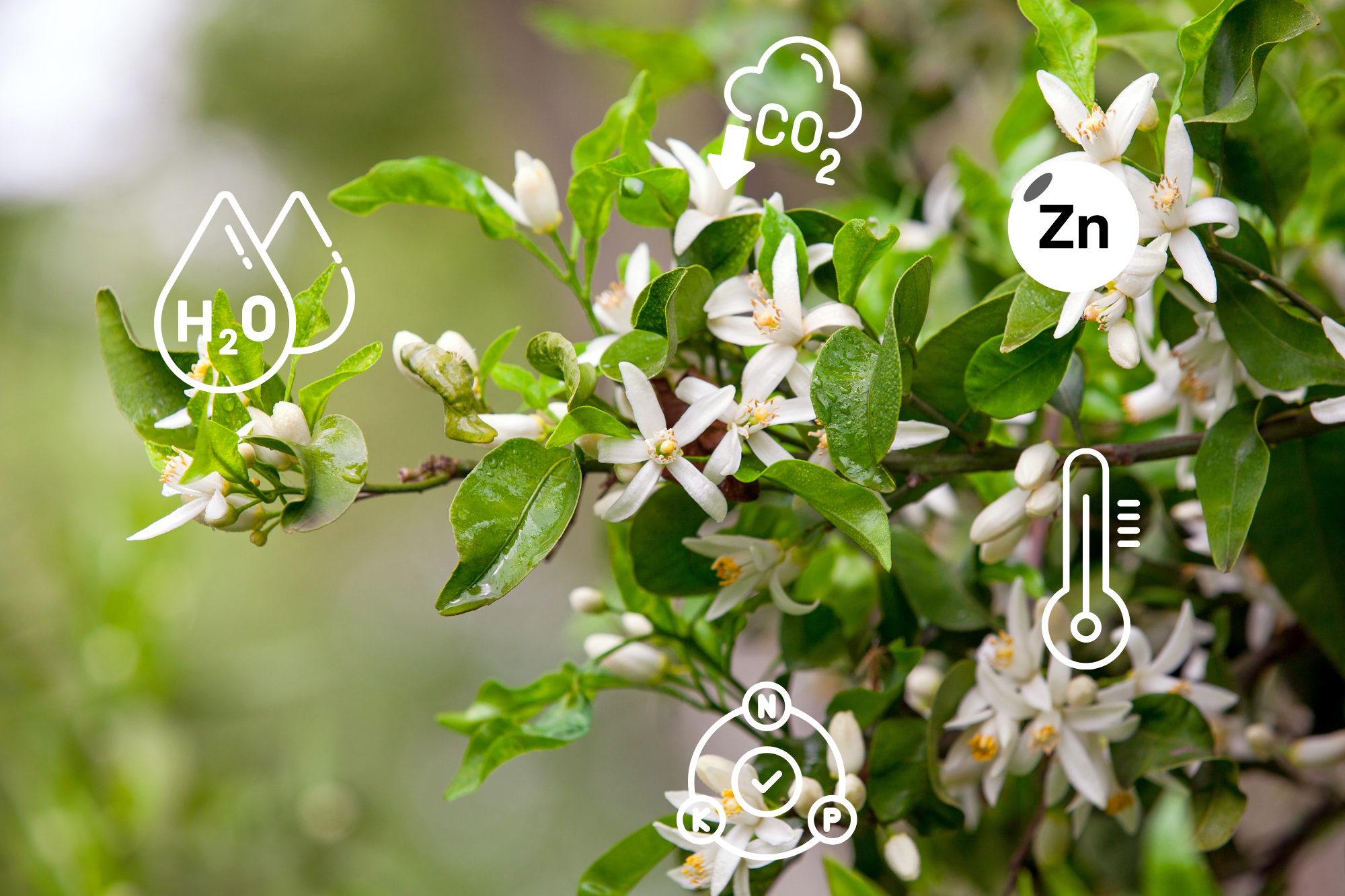 Fertilisants Fertilisants